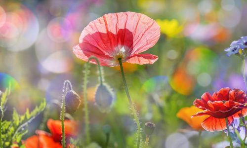 summer meadow with red poppies